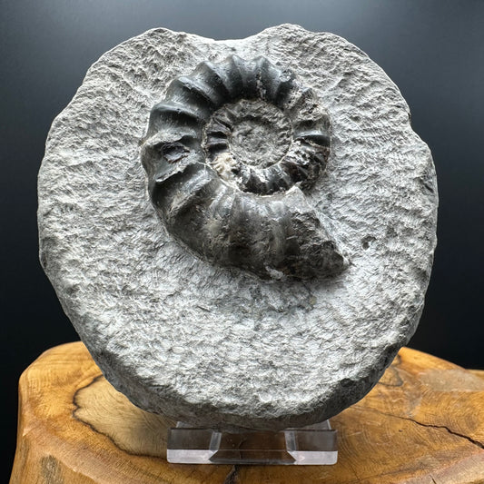 Androgynoceras maculatum ammonite fossil with box and stand - Whitby, North Yorkshire Jurassic Coast Yorkshire Fossils