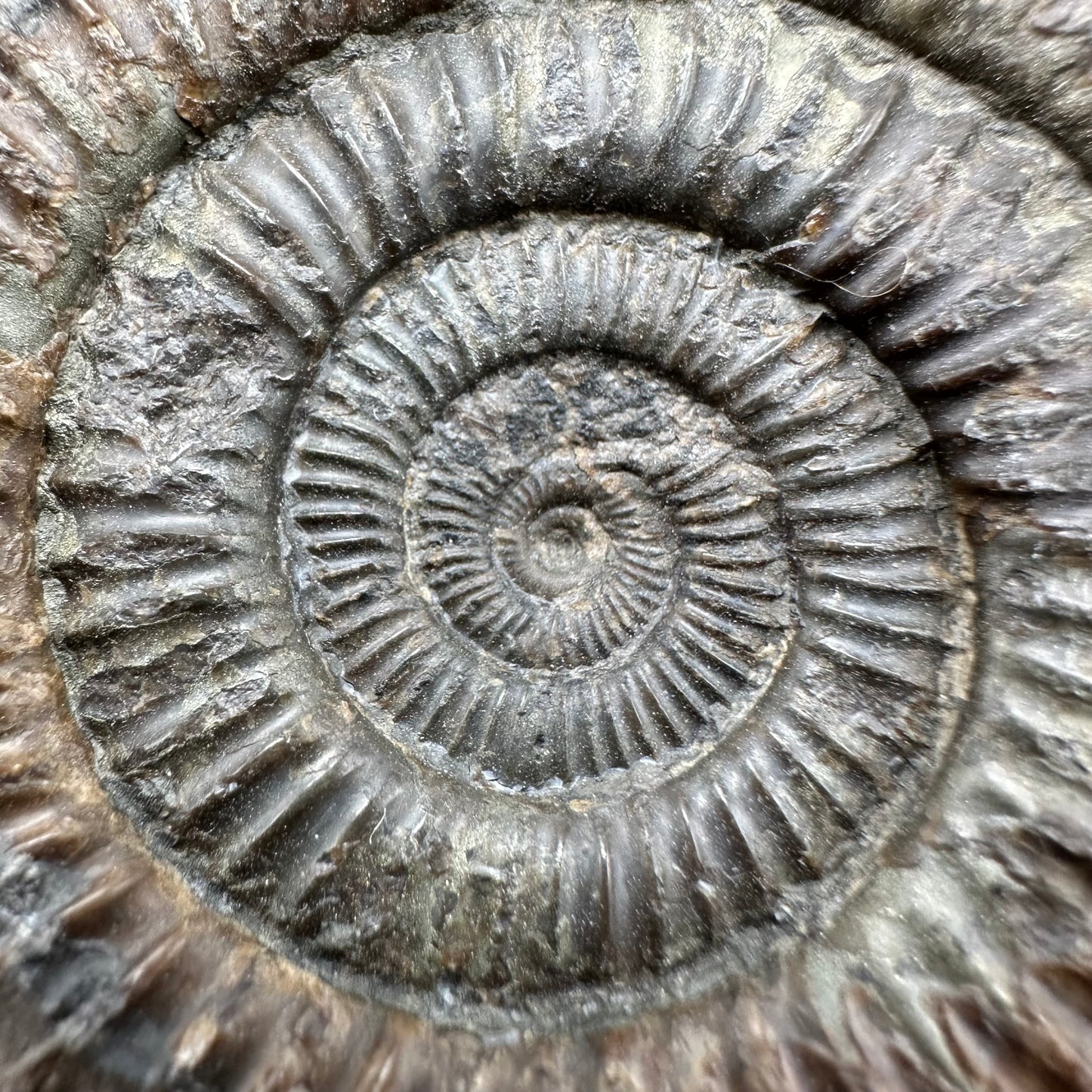 Dactylioceras Ammonite Fossil With Box And Stand - Whitby, North Yorkshire Jurassic Coast Yorkshire Fossils