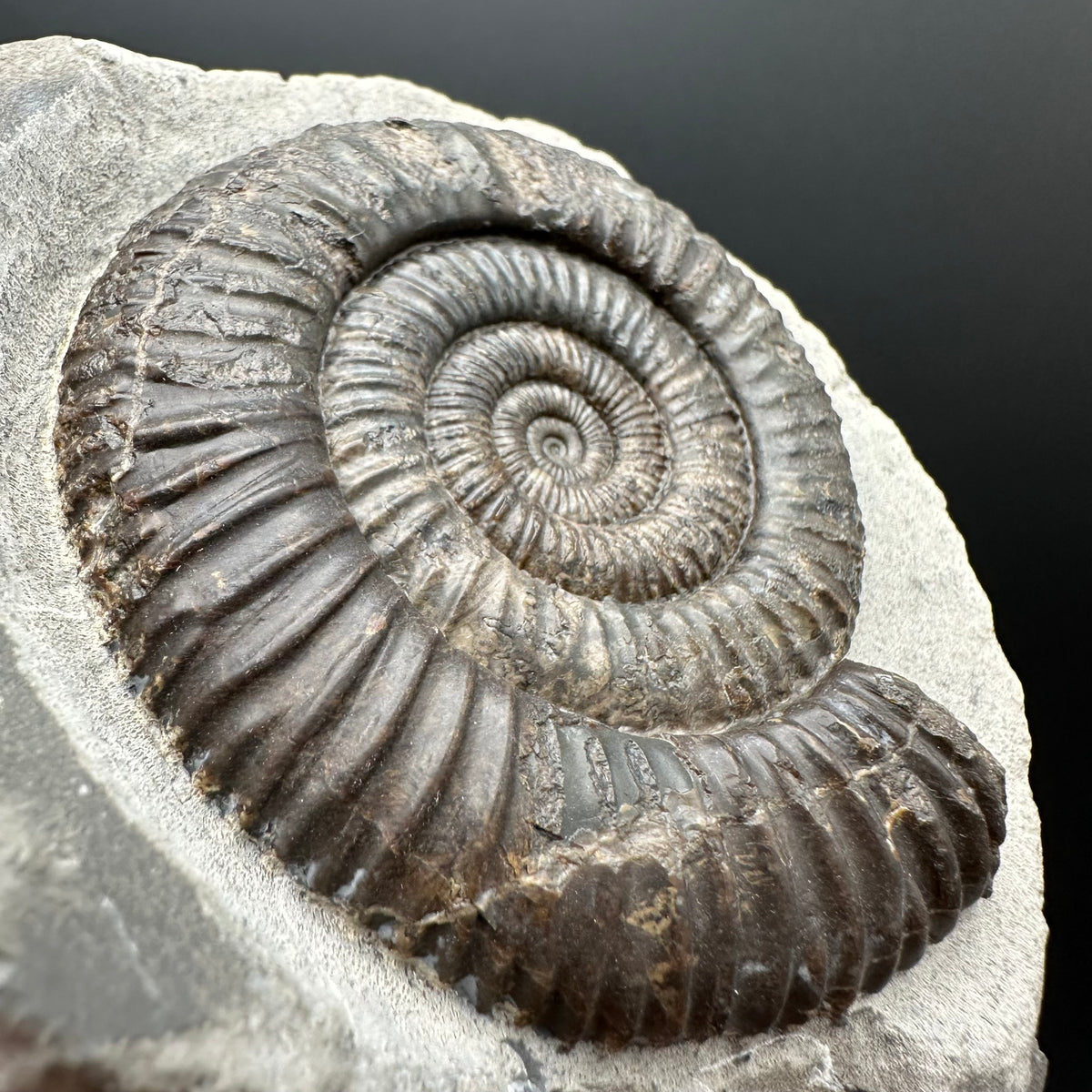 Dactylioceras Ammonite Fossil With box and Stand - Whitby, North Yorkshire Jurassic Coast Yorkshire Fossils