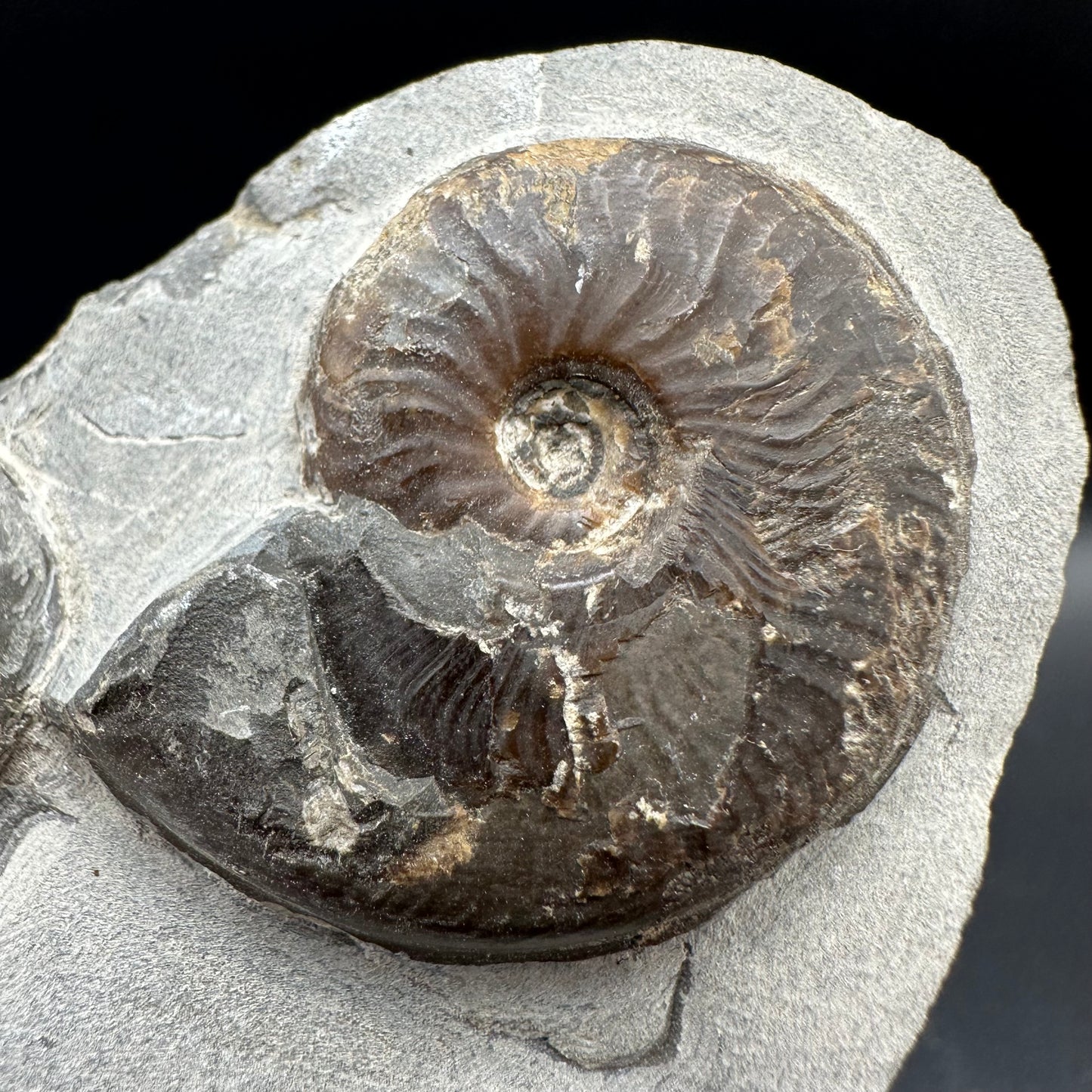 Eleganticeras Elegantulum Ammonite fossil with box and stand - Whitby, North Yorkshire Jurassic Coast, Yorkshire Fossils