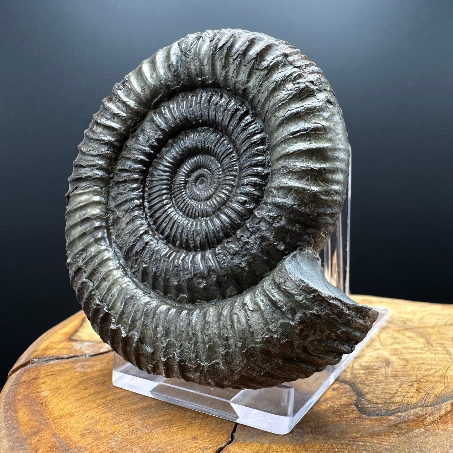 Dactylioceras Ammonite Fossil With box and Stand - Whitby, North Yorkshire Jurassic Coast Yorkshire Fossils
