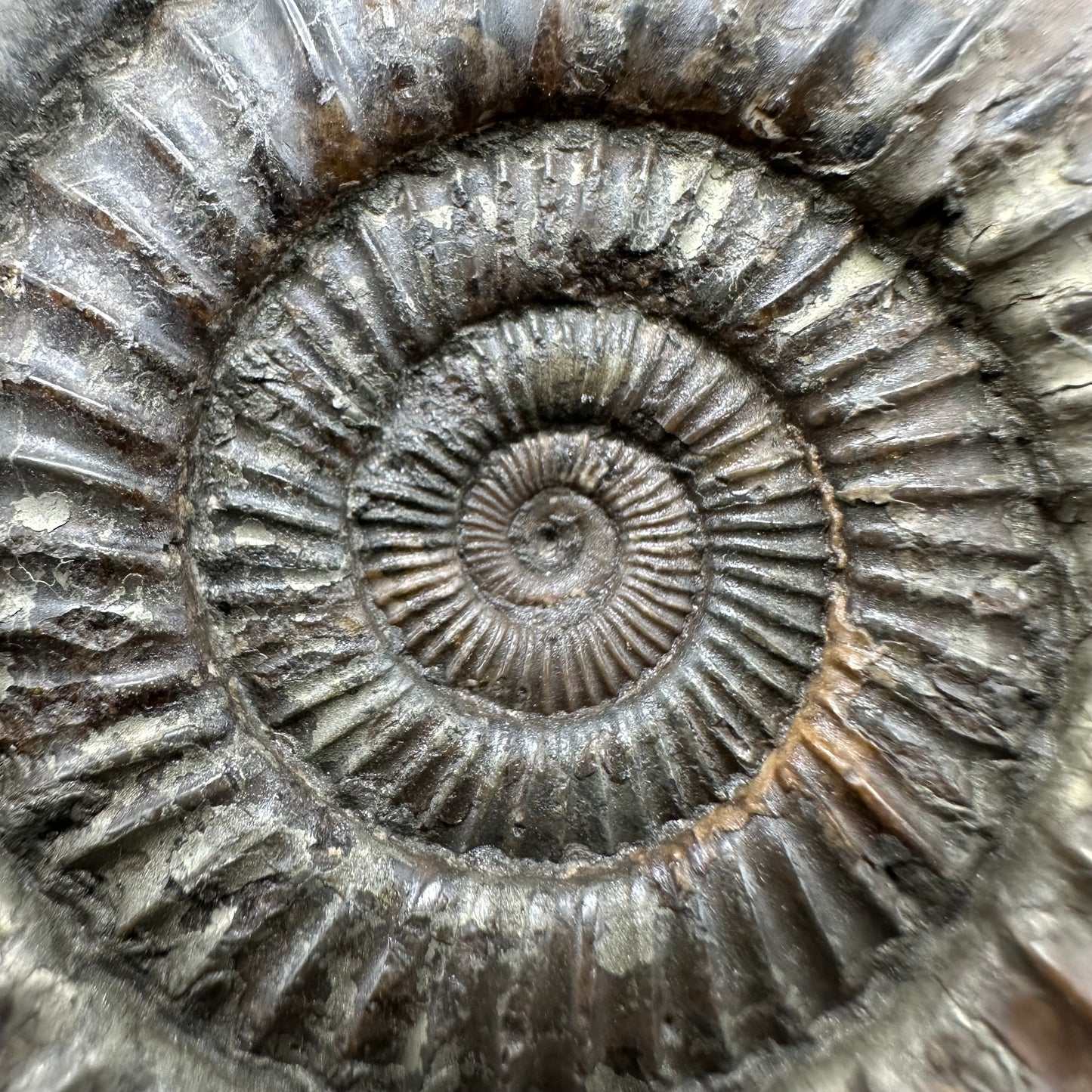 Dactylioceras Ammonite Fossil With box and Stand - Whitby, North Yorkshire Jurassic Coast Yorkshire Fossils