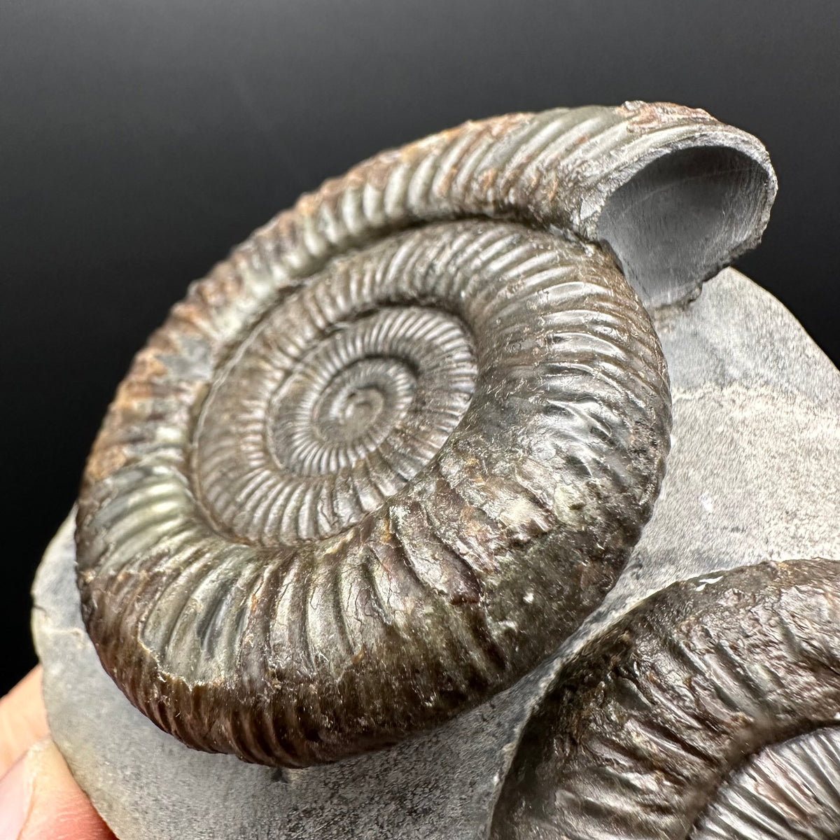 Dactylioceras Ammonite Fossil With Stand - Whitby, North Yorkshire Jurassic Coast Yorkshire Fossils