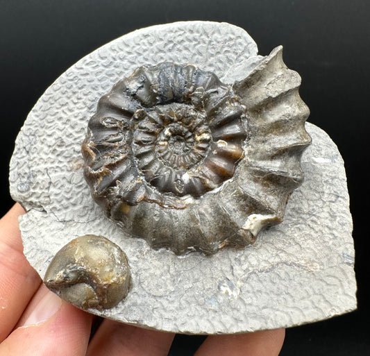 Androgynoceras maculatum ammonite fossil with box and stand - Whitby, North Yorkshire Jurassic Coast Yorkshire Fossils