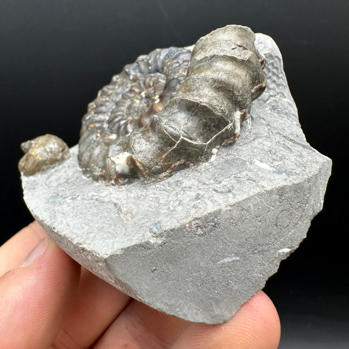 Androgynoceras maculatum ammonite fossil with box and stand - Whitby, North Yorkshire Jurassic Coast Yorkshire Fossils