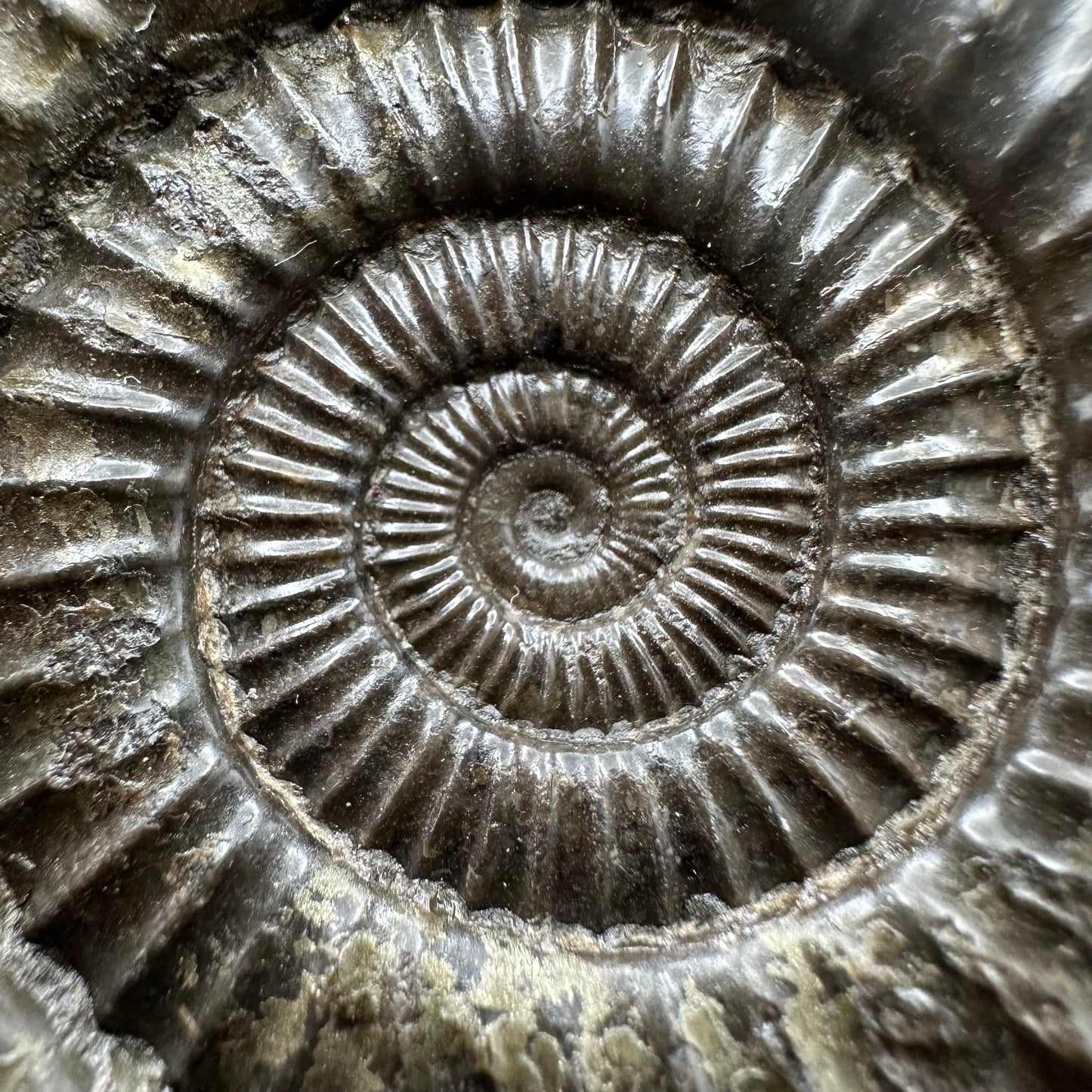 Dactylioceras Ammonite Fossil With box and Stand - Whitby, North Yorkshire Jurassic Coast Yorkshire Fossils