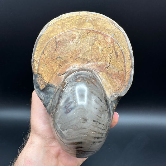 Cenoceras Nautilus Fossil With Stand - Middle Cretaceous Madagascar
