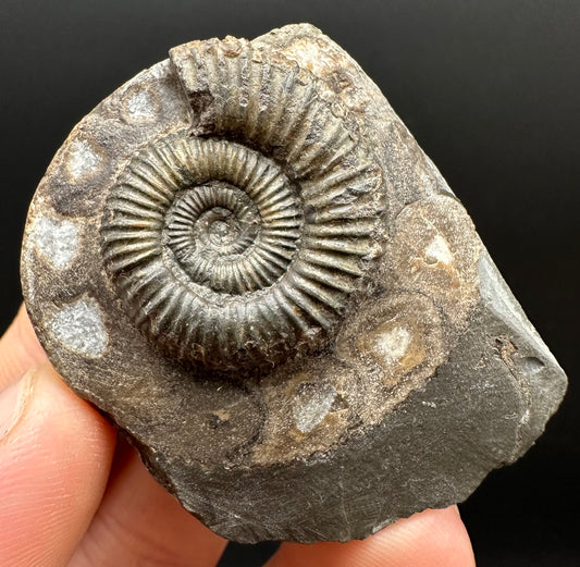 Dactylioceras Ammonite Fossil Gift Set - Whitby, North Yorkshire Jurassic Coast Yorkshire Fossils
