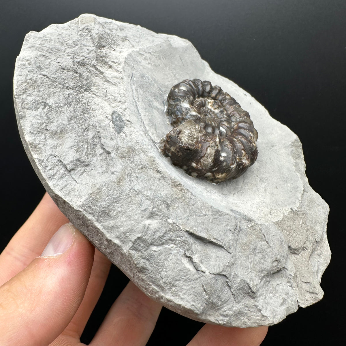 Androgynoceras maculatum ammonite fossil with stand - Whitby, North Yorkshire Jurassic Coast Yorkshire Fossils