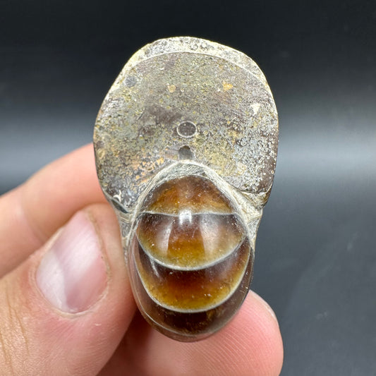 Cenoceras Nautilus Fossil With Box And Stand - Middle Cretaceous Madagascar
