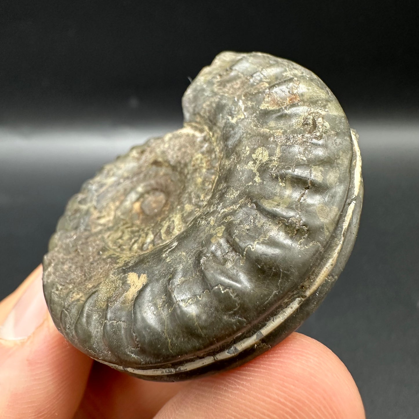 Hildoceras lusitanicum Ammonite fossil with box and stand - Whitby, North Yorkshire, Jurassic Coast, Yorkshire Fossils from the Jurassic Coast