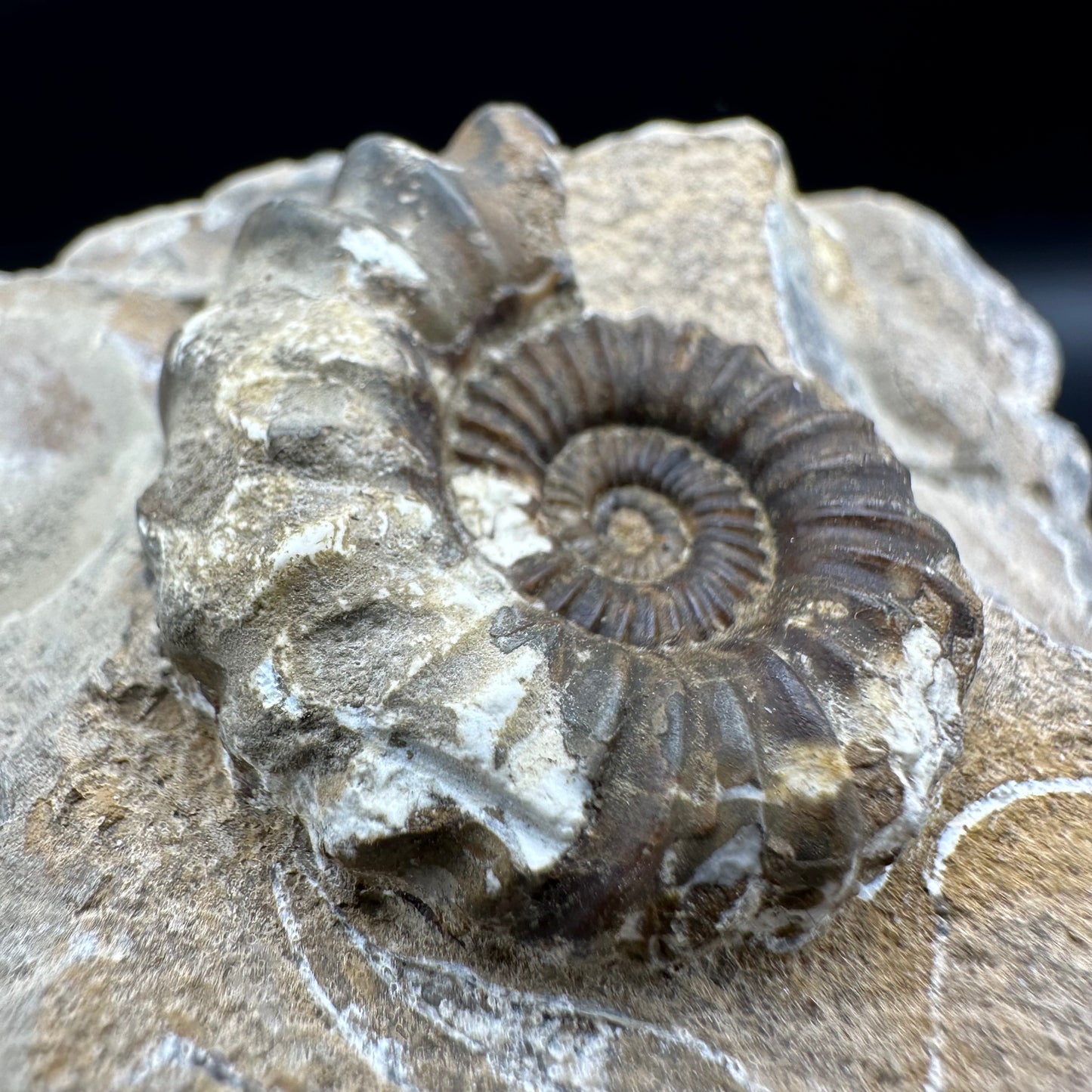 Androgynoceras Capricornus ammonite fossil with box and stand - Whitby, North Yorkshire Jurassic Coast Yorkshire Fossils