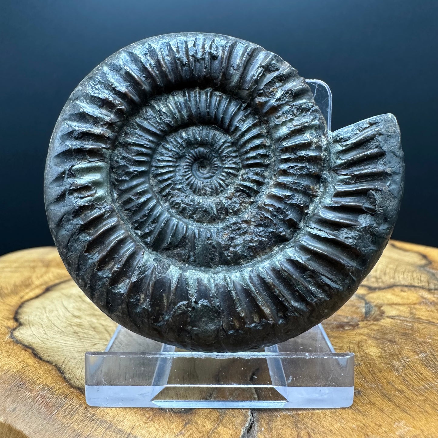 Dactylioceras Ammonite Fossil With box and Stand - Whitby, North Yorkshire Jurassic Coast Yorkshire Fossils