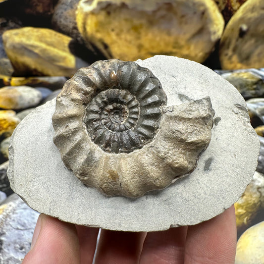 Androgynoceras maculatum ammonite fossil - Whitby, North Yorkshire Jurassic Coast Yorkshire Fossils