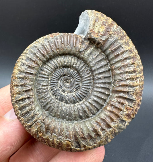 Dactylioceras Ammonite Fossil With Box And Stand - Whitby, North Yorkshire Jurassic Coast Yorkshire Fossils