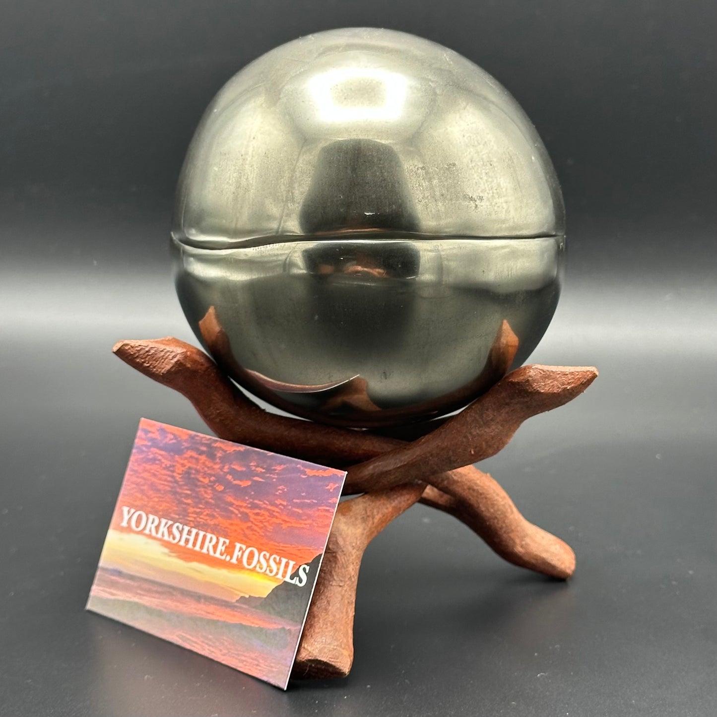 Golden Egg (GENUINE) Ammonite Fossil With Stand - Whitby, North Yorkshire Jurassic Coast Yorkshire Fossils