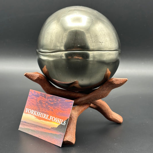 Golden Egg (GENUINE) Ammonite Fossil With Stand - Whitby, North Yorkshire Jurassic Coast Yorkshire Fossils