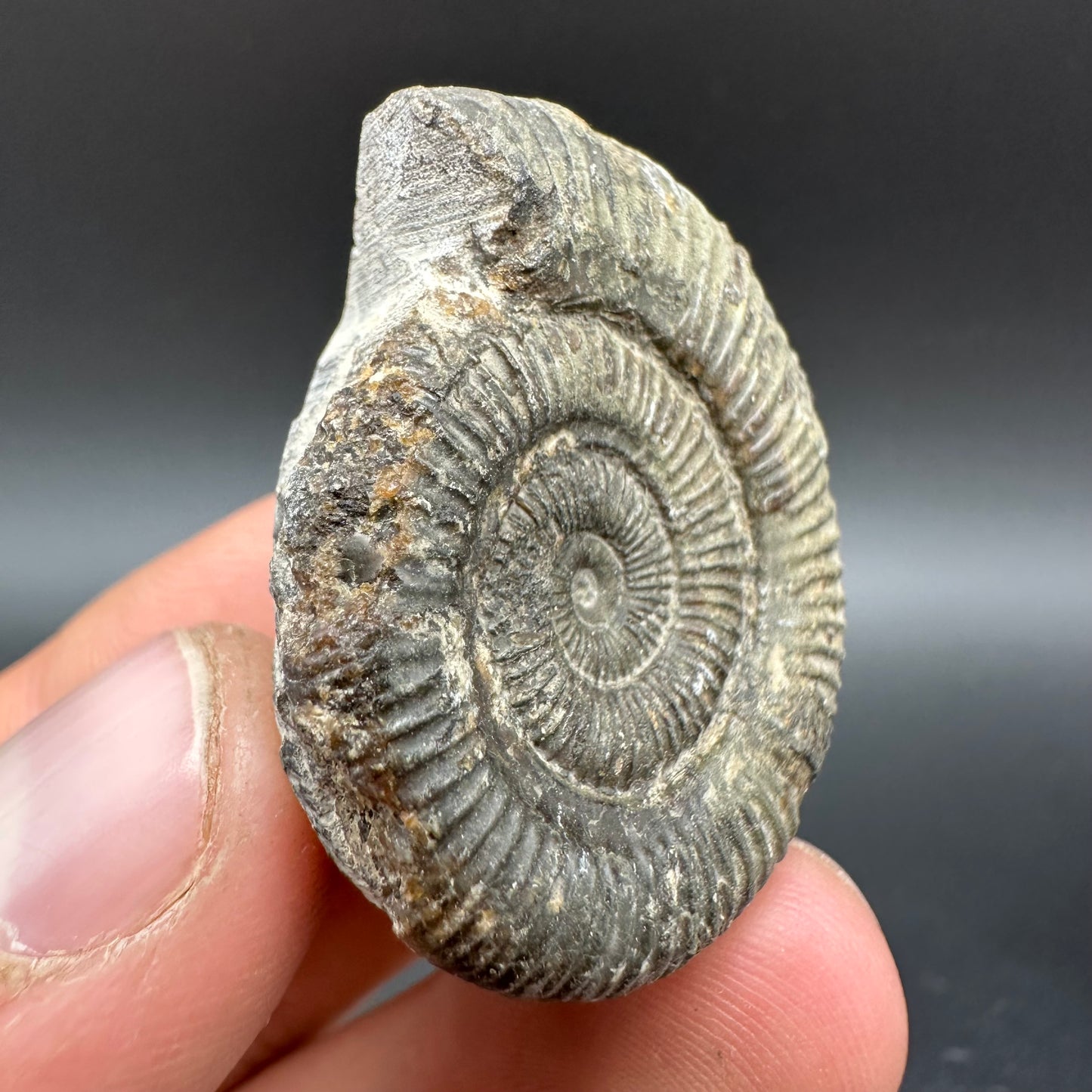 Dactylioceras Ammonite Fossil With Box And Stand - Whitby, North Yorkshire Jurassic Coast Yorkshire Fossils