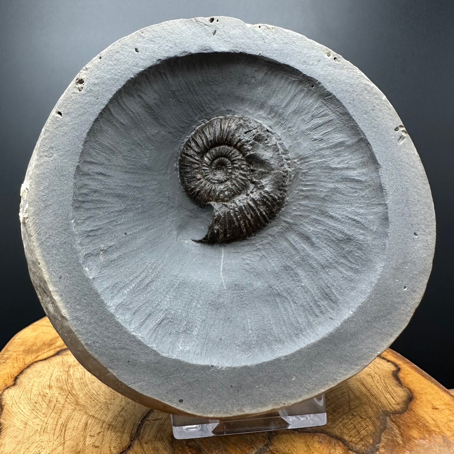 Dactylioceras semicelatum Ammonite fossil with stand - Whitby, North Yorkshire Jurassic Coast Yorkshire Fossils