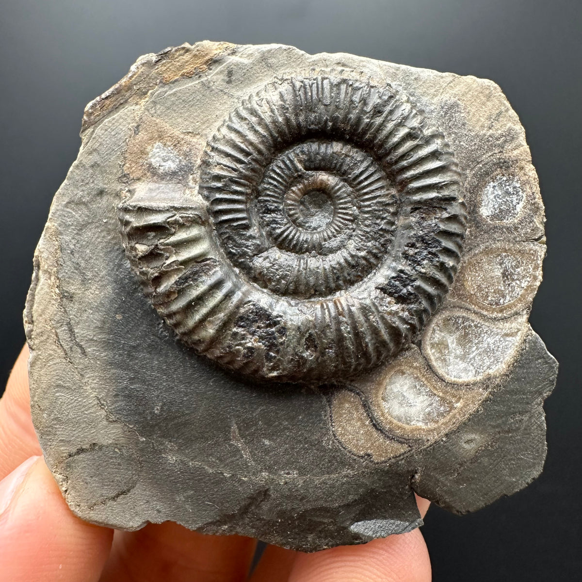 Dactylioceras Ammonite Fossil With box and Stand - Whitby, North Yorkshire Jurassic Coast Yorkshire Fossils
