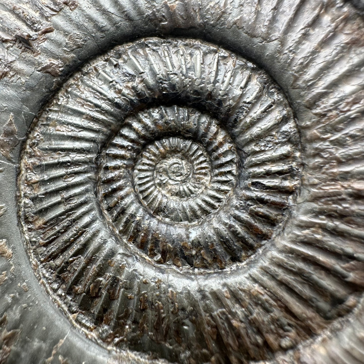 Dactylioceras semicelatum ammonite fossil with box and stand - Whitby, North Yorkshire Jurassic Coast Yorkshire Fossils