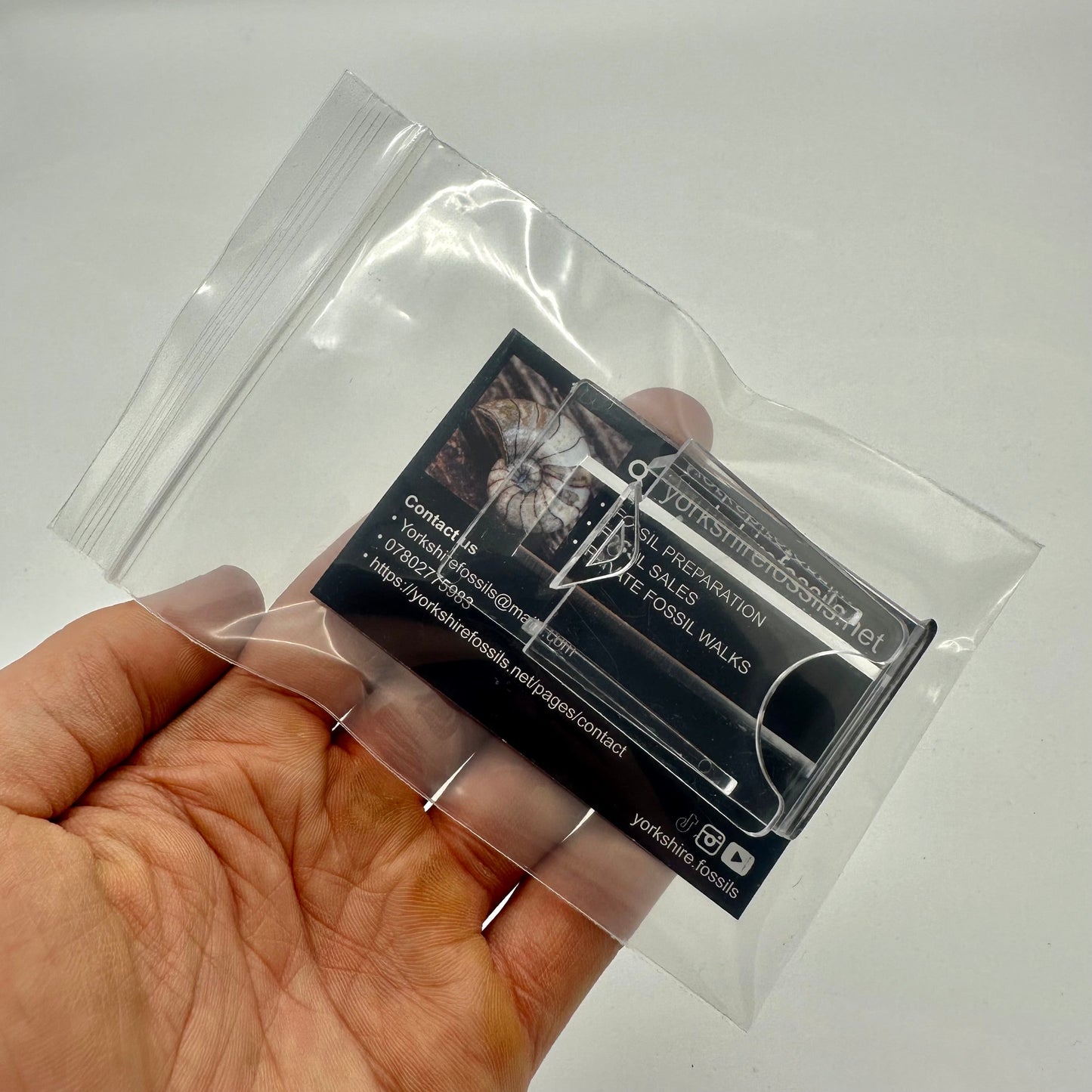 Androgynoceras capricornus Ammonite Fossil With Stand - Whitby, North Yorkshire Jurassic Coast Yorkshire Fossils