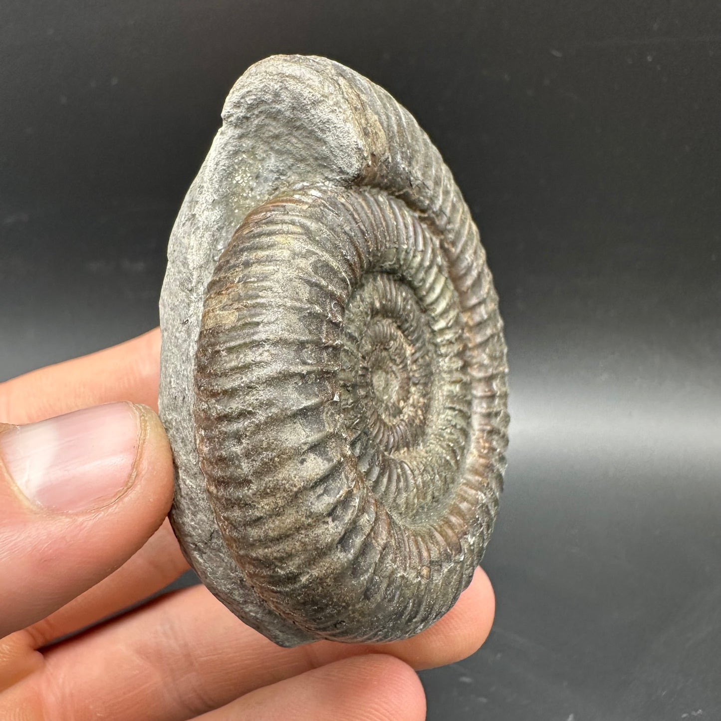 Dactylioceras Ammonite Fossil With box and Stand - Whitby, North Yorkshire Jurassic Coast Yorkshire Fossils