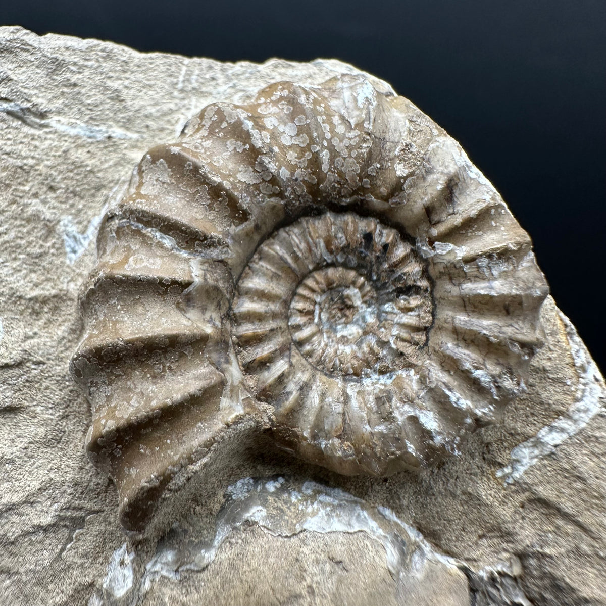 Androgynoceras capricornus Ammonite Fossil With Stand - Whitby, North Yorkshire Jurassic Coast Yorkshire Fossils