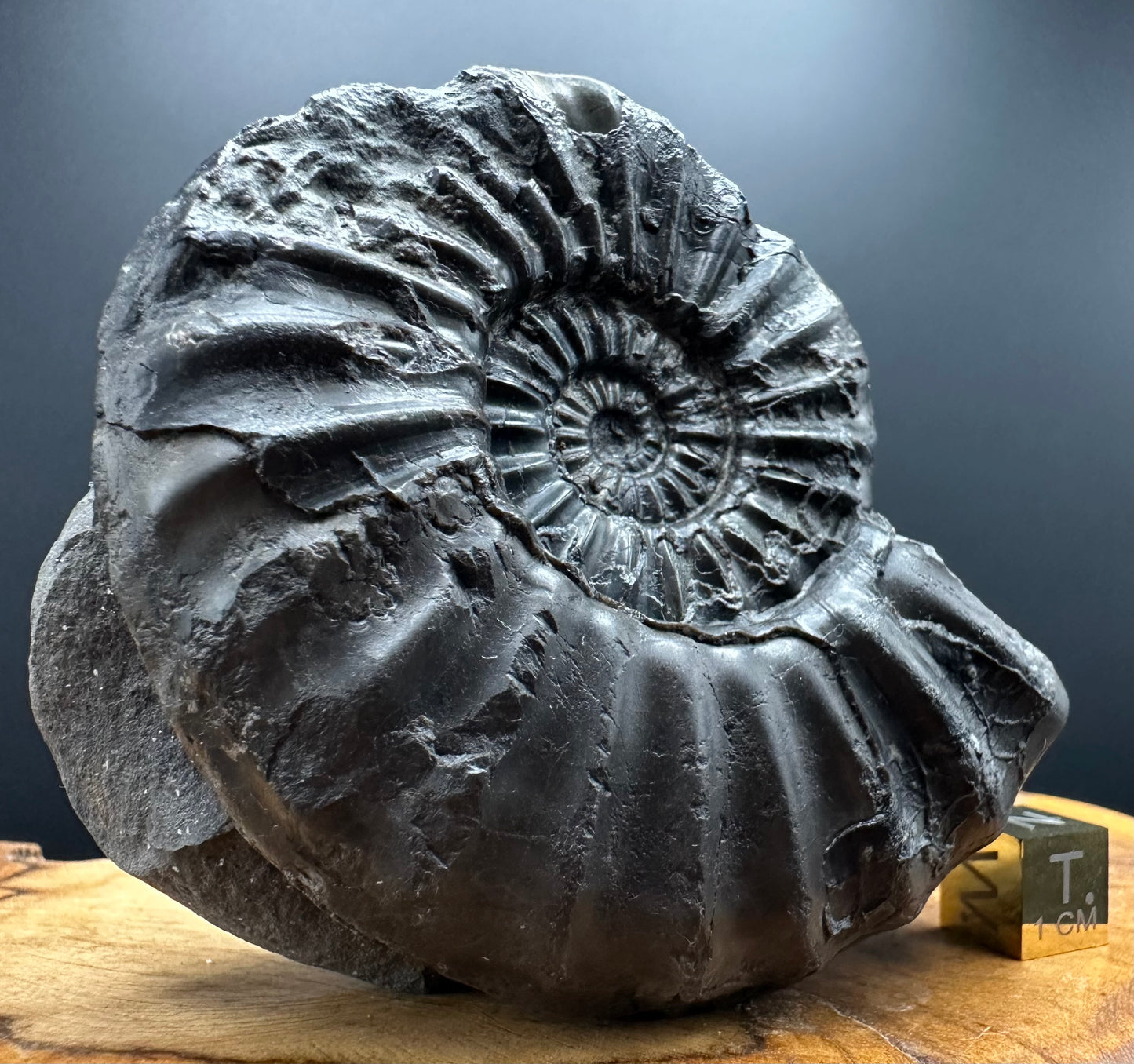 Asteroceras Ammonite fossil with box and stand - Whitby, North Yorkshire Jurassic Coast Yorkshire Fossils