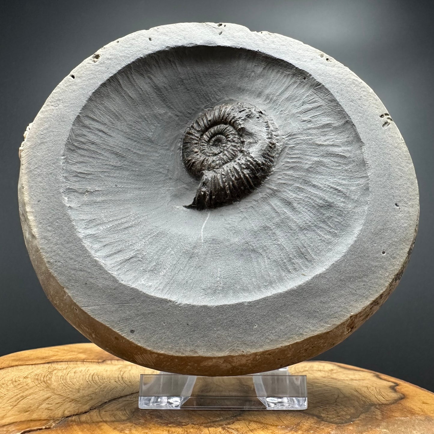 Dactylioceras semicelatum Ammonite fossil with stand - Whitby, North Yorkshire Jurassic Coast Yorkshire Fossils