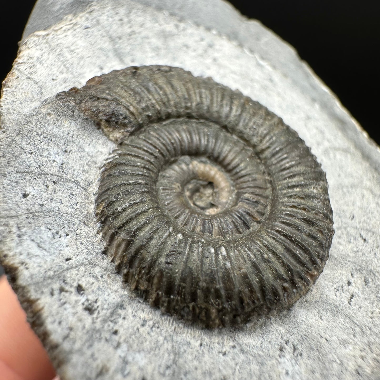 Dactylioceras Ammonite Fossil With Box And Stand - Whitby, North Yorkshire Jurassic Coast Yorkshire Fossils