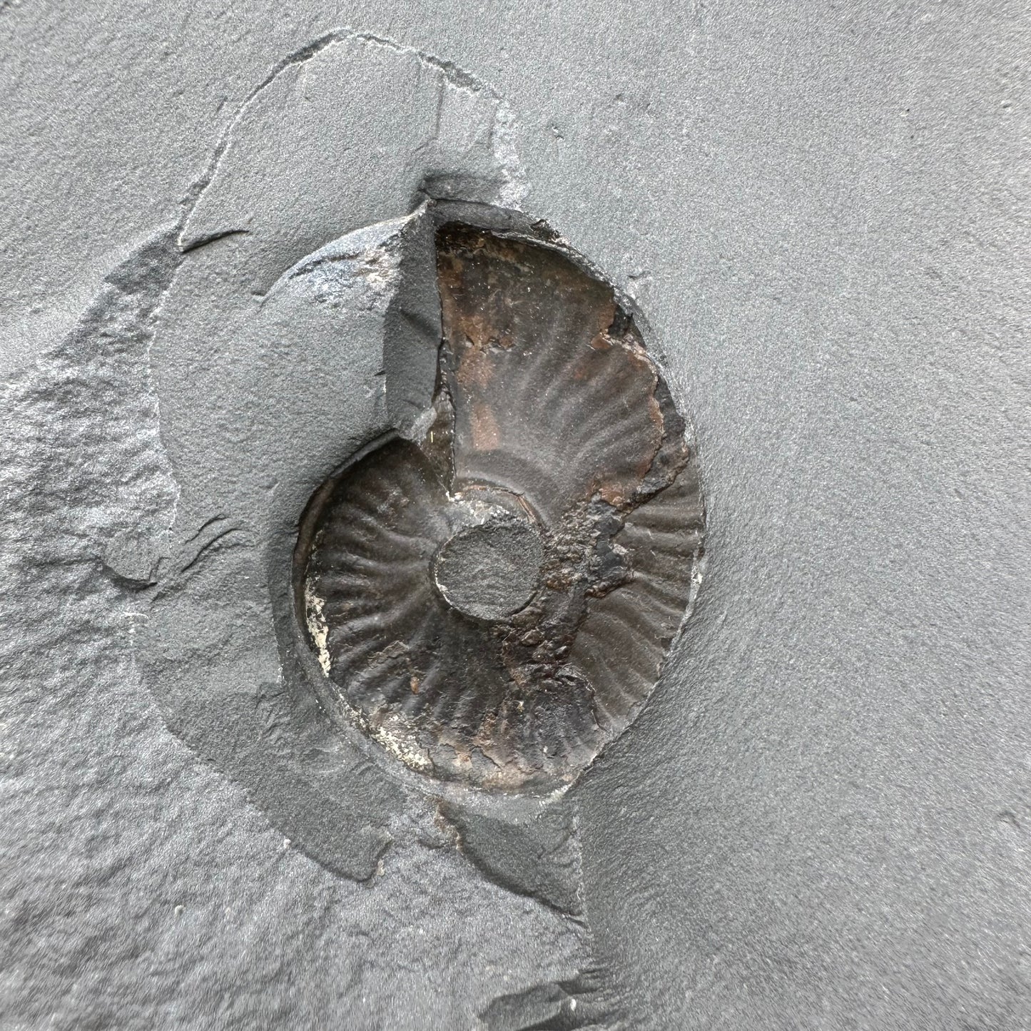 Golden Egg (GENUINE) Ammonite Fossil With Stand - Whitby, North Yorkshire Jurassic Coast Yorkshire Fossils