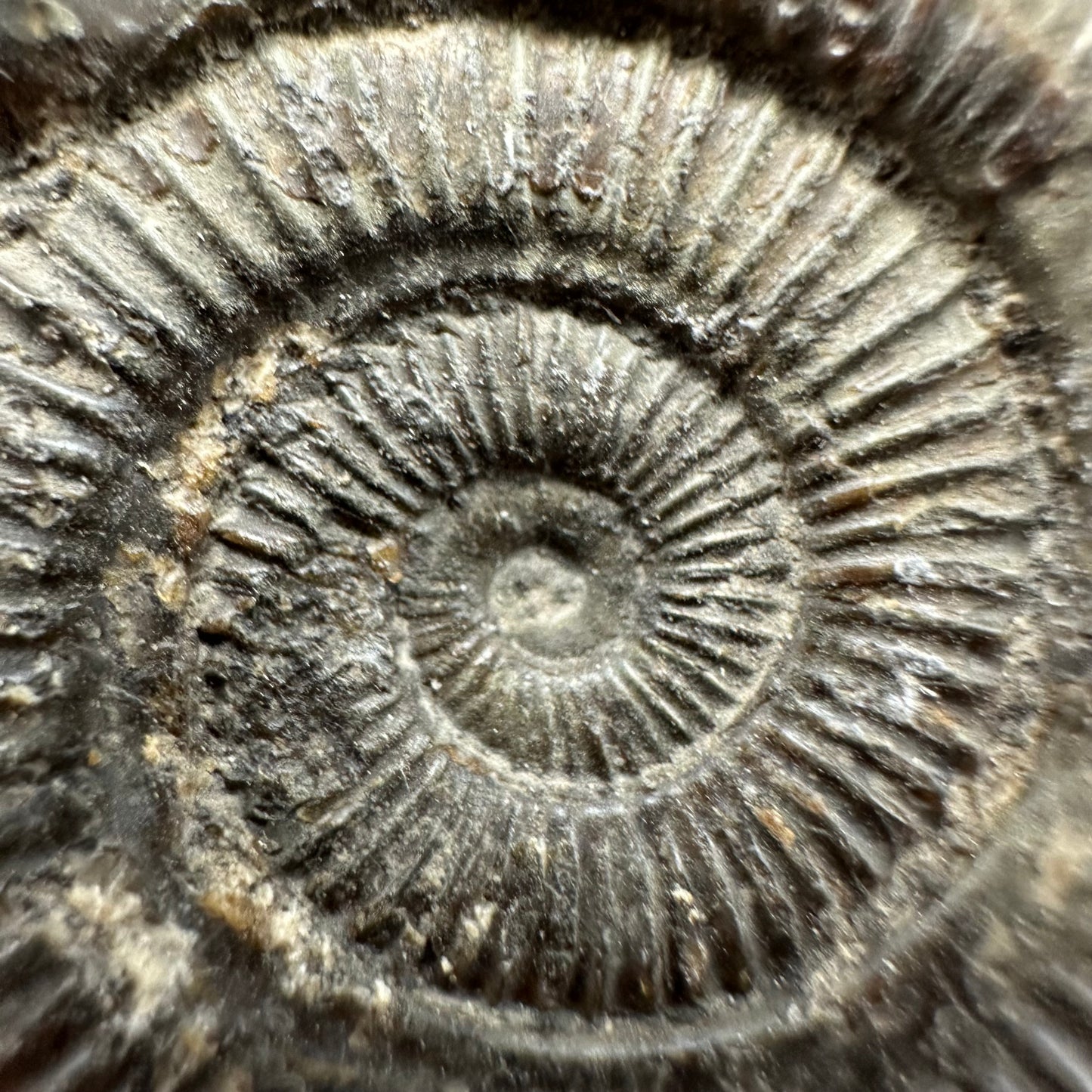 Dactylioceras Ammonite Fossil With Box And Stand - Whitby, North Yorkshire Jurassic Coast Yorkshire Fossils