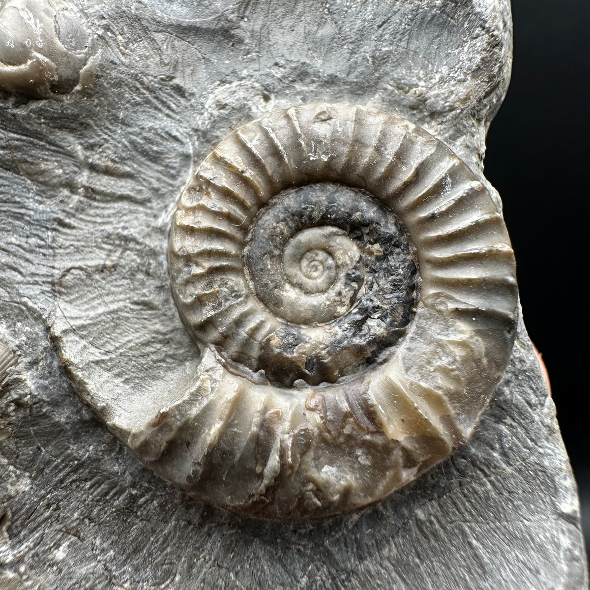 Arnioceras ammonite shell fossil with stand - Whitby, North Yorkshire Jurassic Coast Yorkshire Fossils