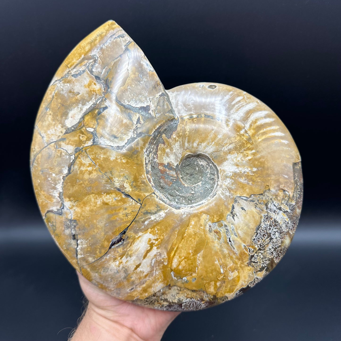 Cleoniceras Ammonite Fossil With Stand - Cretaceous Ammonite Madagascar