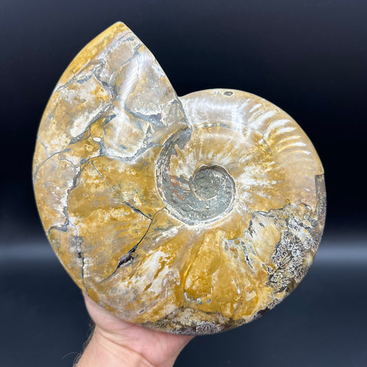 Cleoniceras Ammonite Fossil With Stand - Cretaceous Ammonite Madagascar
