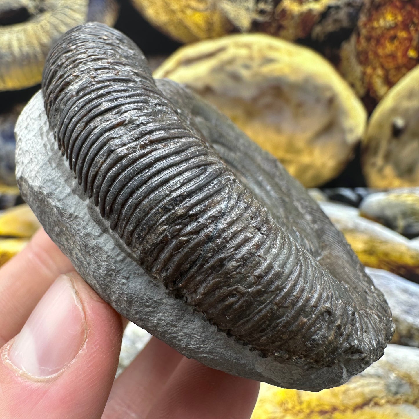 Dactylioceras tenuicostatum ammonite fossil - Whitby, North Yorkshire Jurassic Coast Yorkshire Fossils