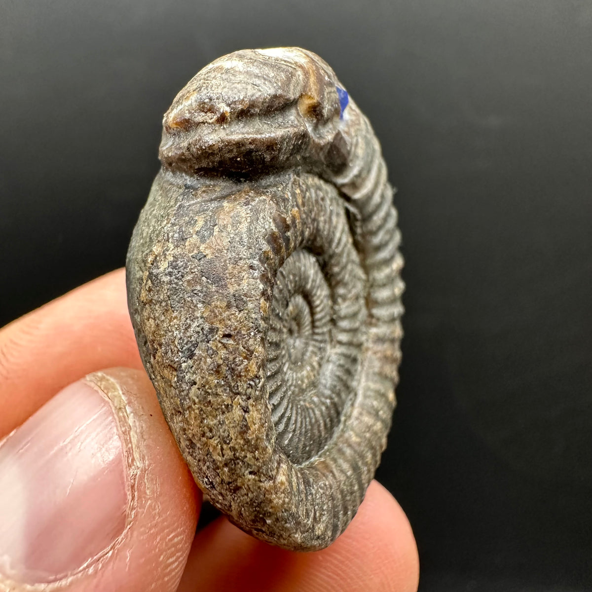 Snakestone Ammonite Fossil With Bag/Box And Stand - Whitby, North Yorkshire Jurassic Coast Yorkshire Fossils