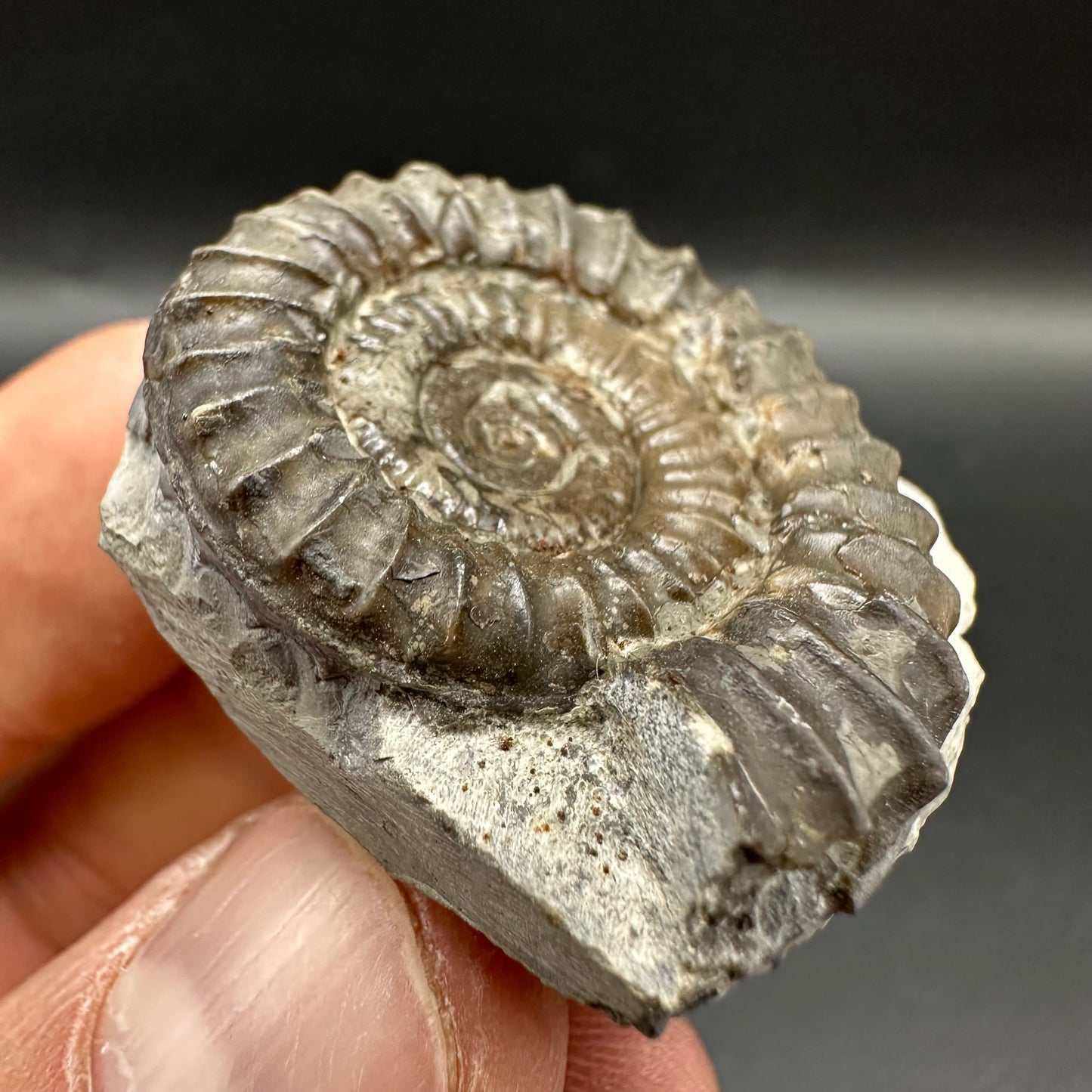 Arnioceras ammonite shell fossil with box and stand - Whitby, North Yorkshire Jurassic Coast Yorkshire Fossils