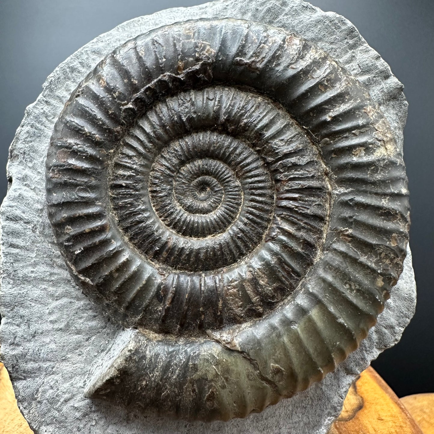 Dactylioceras Ammonite Fossil With box and Stand - Whitby, North Yorkshire Jurassic Coast Yorkshire Fossils