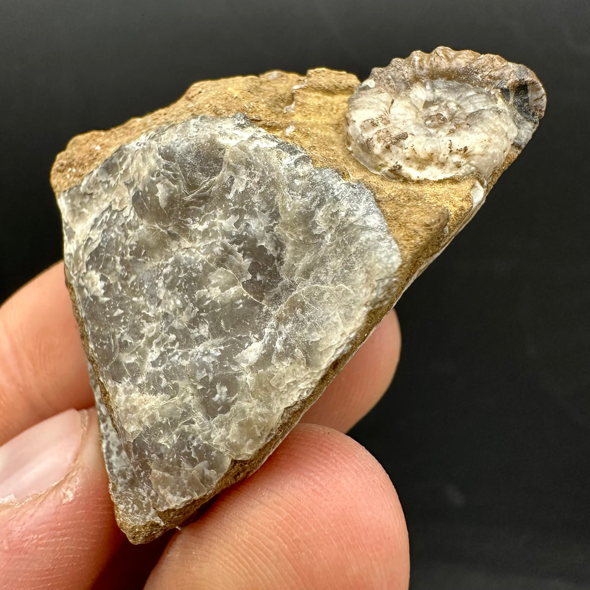 Androgynoceras capricornus Ammonite Fossil With Stand - Whitby, North Yorkshire Jurassic Coast Yorkshire Fossils