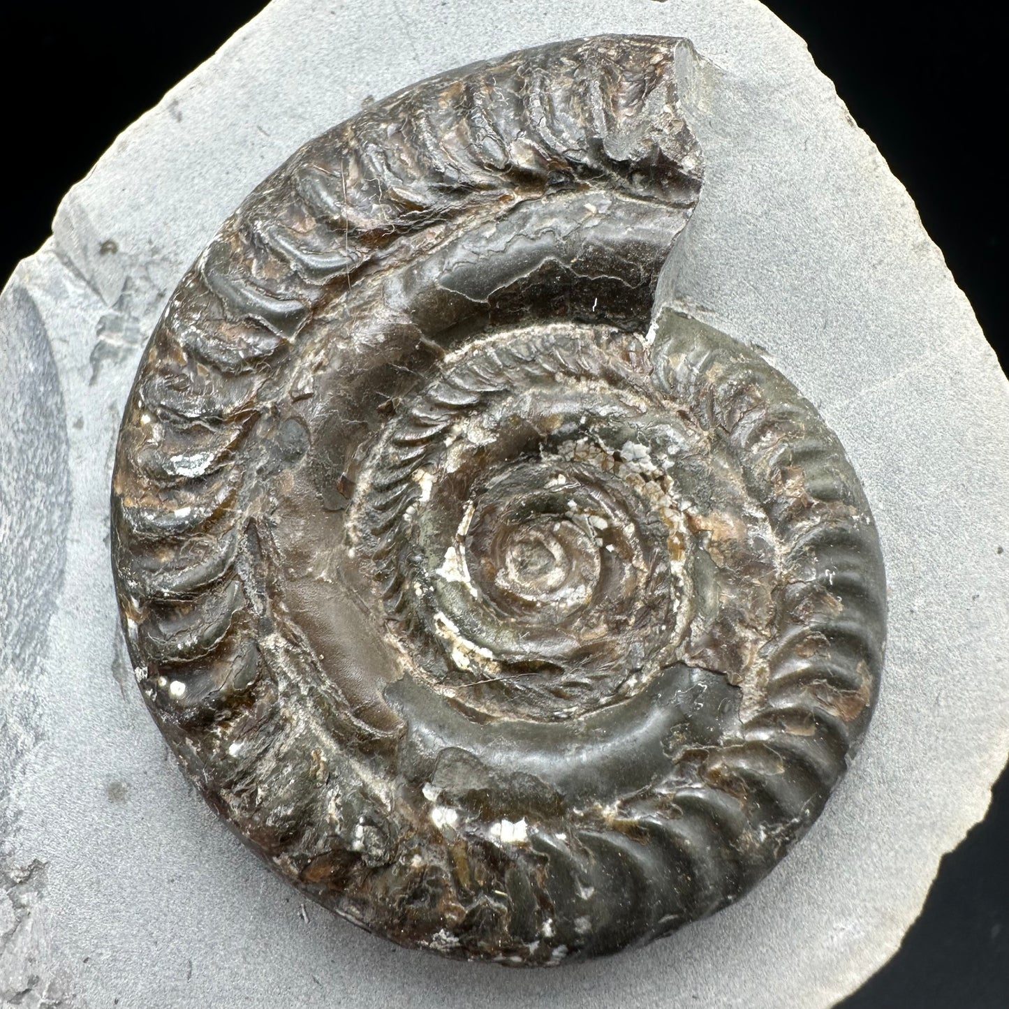 Hildoceras Bifrons Ammonite fossil with box and stand - Whitby, North Yorkshire Jurassic Coast, Yorkshire Fossils from the Jurassic Coast