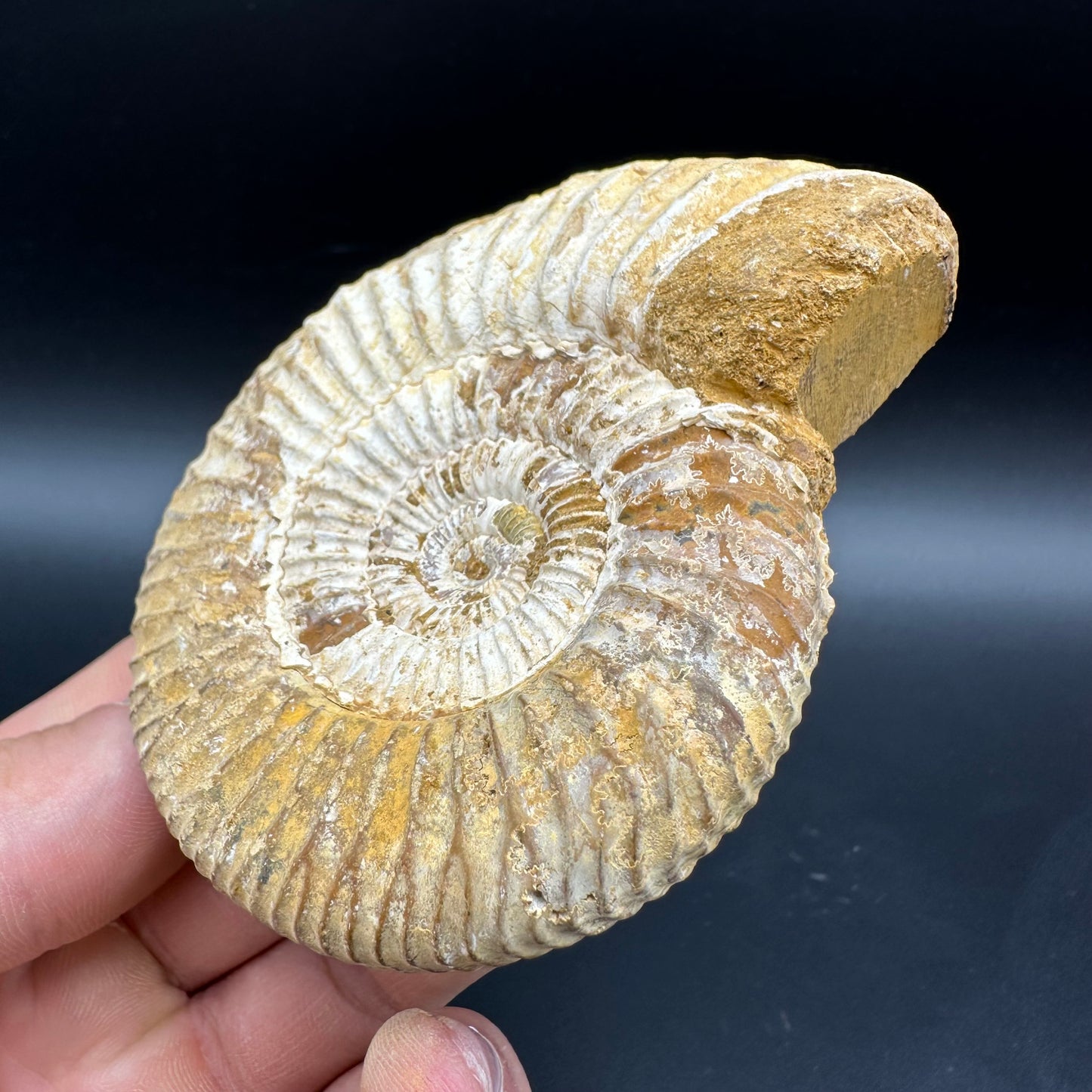 Dichotomosphinctes Ammonite Fossil With Box And Stand - Middle Jurassic Ammonite Madagascar