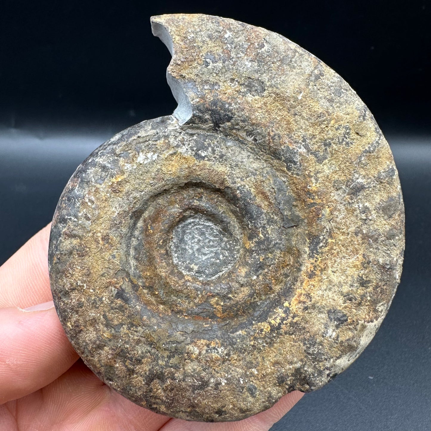 Hildoceras Bifrons Ammonite fossil with box and stand - Whitby, North Yorkshire Jurassic Coast, Yorkshire Fossils from the Jurassic Coast