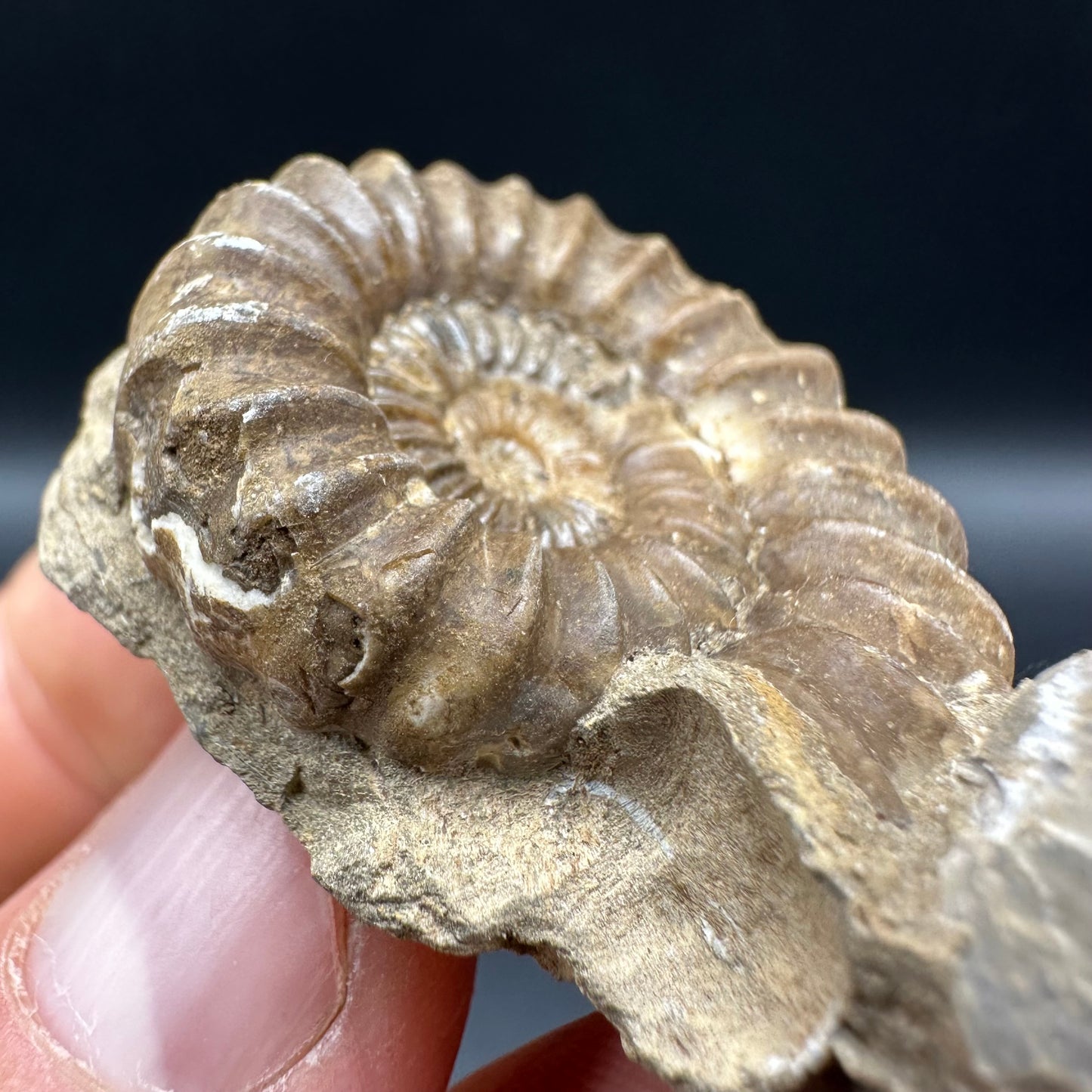 Androgynoceras capricornus Ammonite fossil with box and stand - Whitby, North Yorkshire Jurassic Coast Yorkshire Fossils