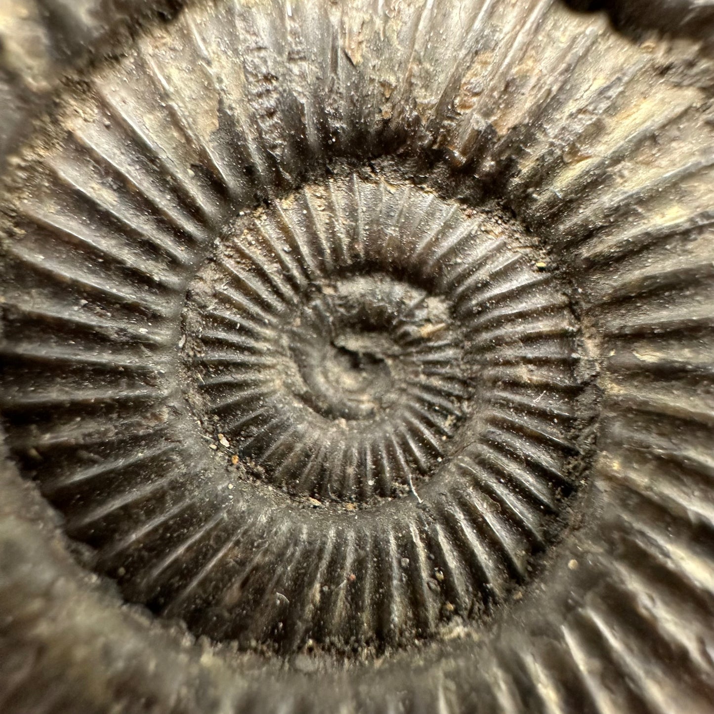 Dactylioceras Ammonite Fossil With Box And Stand - Whitby, North Yorkshire Jurassic Coast Yorkshire Fossils