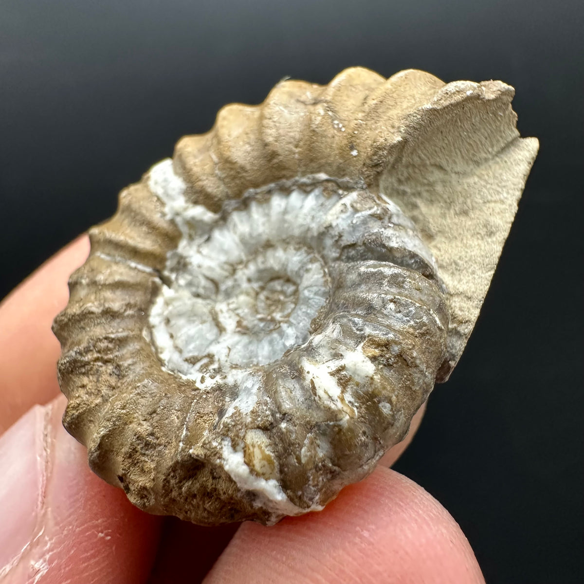 Androgynoceras capricornus Ammonite Fossil With Stand - Whitby, North Yorkshire Jurassic Coast Yorkshire Fossils