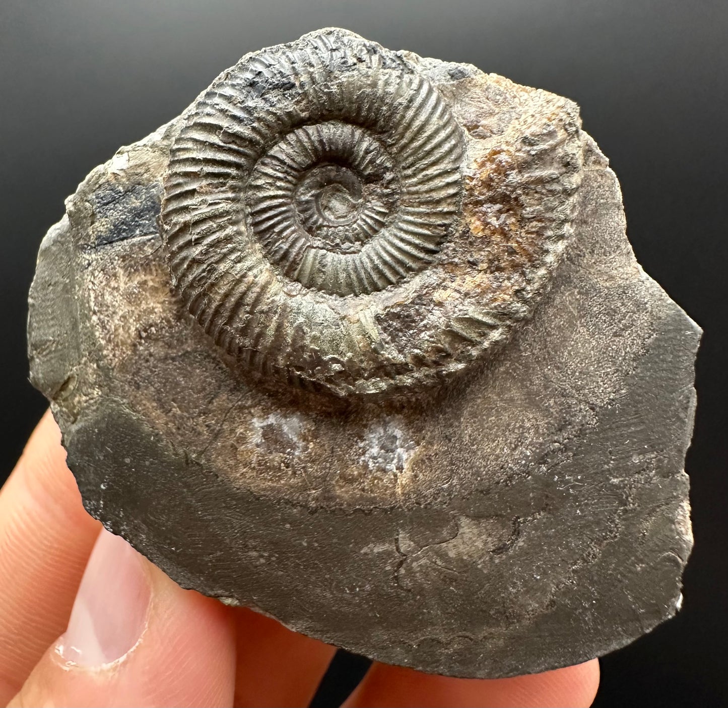 Dactylioceras Ammonite Fossil Gift Set - Whitby, North Yorkshire Jurassic Coast Yorkshire Fossils