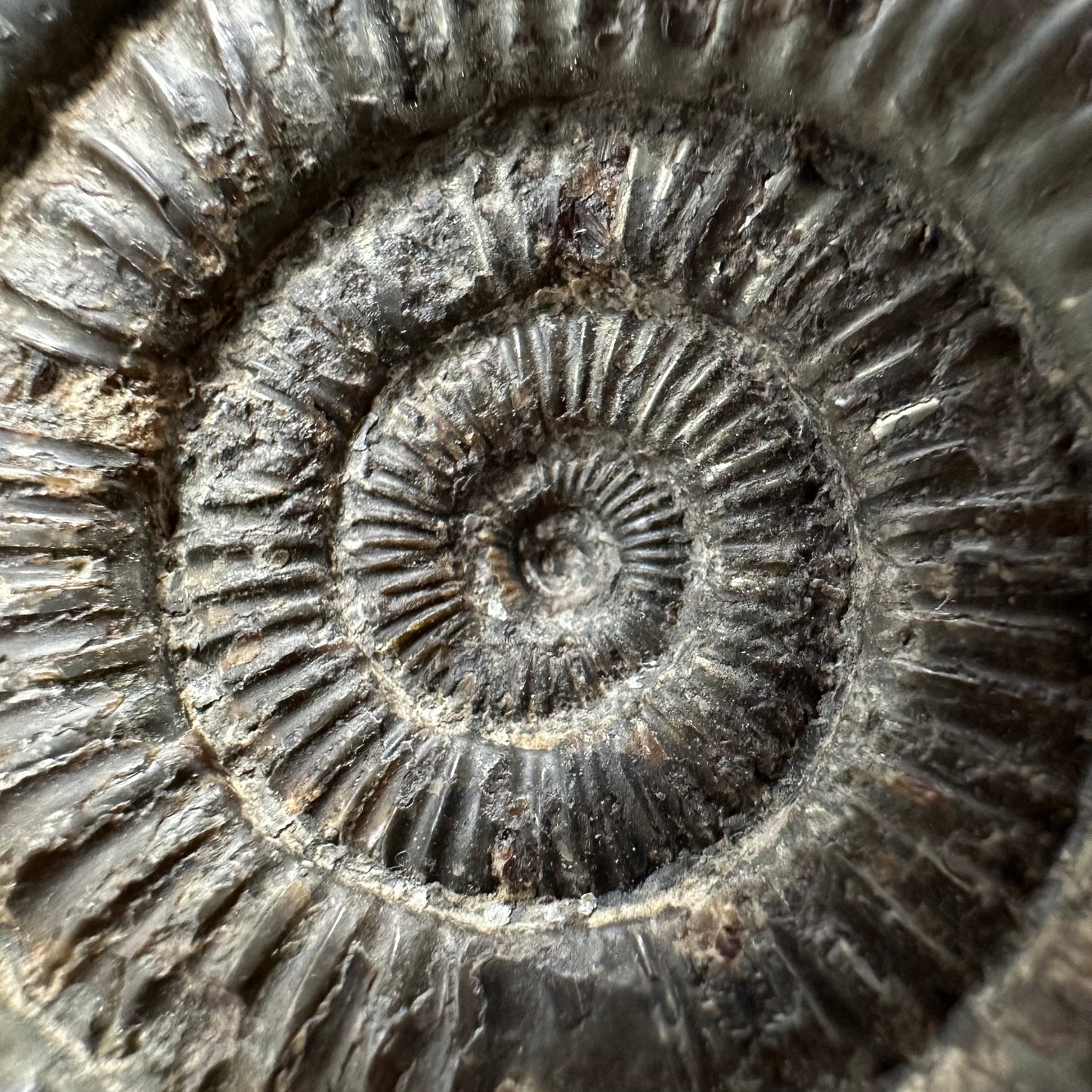 Dactylioceras Ammonite Fossil With box and Stand - Whitby, North Yorkshire Jurassic Coast Yorkshire Fossils
