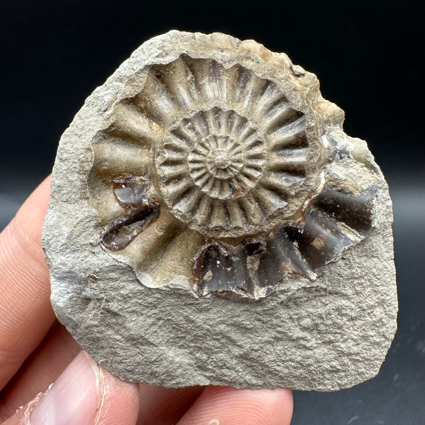 Androgynoceras maculatum Ammonite fossil with box and stand - Whitby, North Yorkshire Jurassic Coast Yorkshire Fossils n